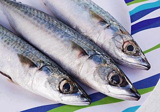 Atlantic mackerel (Scomber scombrus).