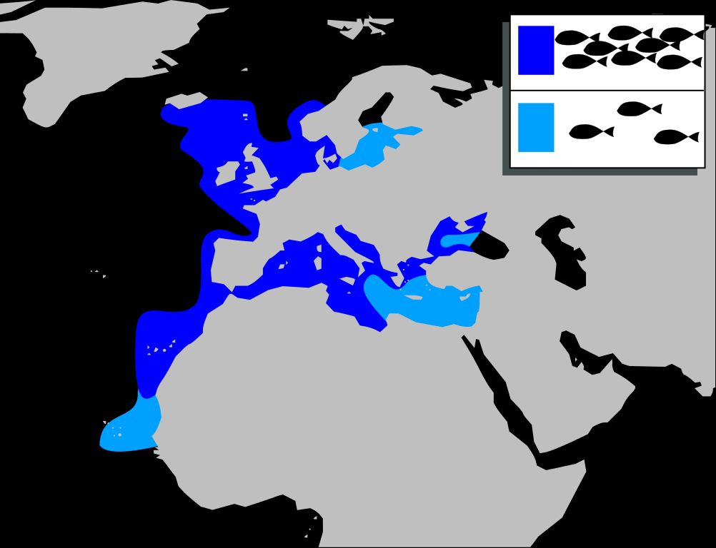Distribution map of Thicklip grey mullet (Chelon labrosus)