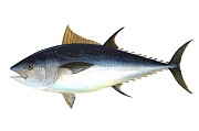 Blauflossenthun